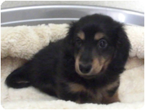 カニンヘンダックス