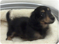 カニンヘンダックスフンド by NIPPON PET（大垣）