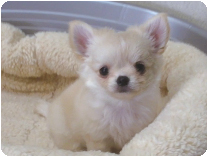 チワワ（ロングコート）by NIPPON PET（大垣）