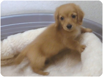 ミニチュアダックス