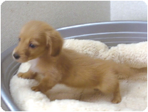 ミニチュアダックス（ロングヘアー） by NIPPON PET（大垣）