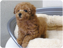 トイプードル by イズミペット（岐阜）