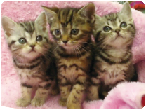 アメリカンショートヘアー