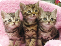 アメリカンショートヘアー by イズミペット（岐阜）