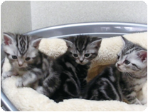 アメリカンショートヘアー