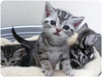 アメリカンショートヘアー by NIPPON PET（大垣）