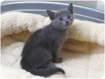 ロシアンブルー