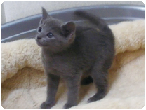 ロシアンブルー by NIPPON PET（大垣）