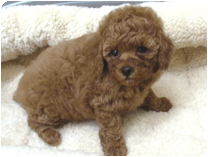 トイプードル by イズミペット（岐阜）