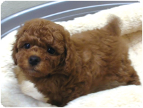 トイプードル by イズミペット（岐阜）