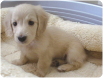 ミニチュアダックス