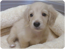 ミニチュアダックス(ロングーヘアー) by イズミペット（岐阜）