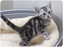 アメリカンショートヘアー