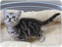 アメリカンショートヘアー by NIPPON PET（大垣）