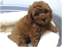 トイプードル by NIPPON PET（大垣）