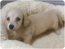 ミニチュアダックス