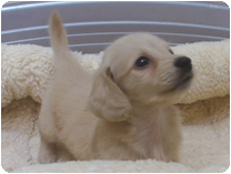 ミニチュアダックス(ロングーヘアー) by イズミペット（岐阜）