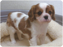 キャバリアキングチャ－ルズスパニエル by イズミペット（岐阜）