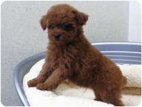 トイプードル by イズミペット（岐阜）