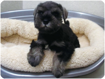 ミニチュアシュナウザー