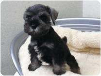 ミニチュアシュナウザー by イズミペット（岐阜）