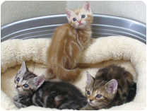 アメリカンショートヘアー by NIPPON PET（大垣）