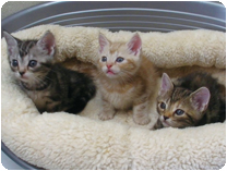 アメリカンショートヘアー