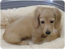 ミニチュアダックス（ロングヘアー） by NIPPON PET（大垣）