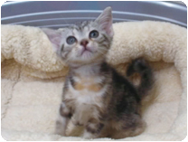 アメリカンショートヘアー by NIPPON PET（大垣）