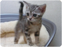 アメリカンショートヘアー by NIPPON PET（大垣）