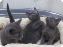 ロシアンブルー