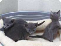 ロシアンブルー by NIPPON PET（大垣）