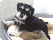 ミニチュアシュナウザー by イズミペット（岐阜）