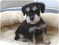 ミニチュアシュナウザー by イズミペット（岐阜）