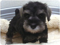 ミニチュアシュナウザー by イズミペット（岐阜）