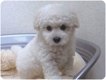 トイプードル by イズミペット（岐阜）