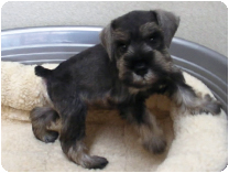 ミニチュアシュナウザー