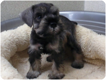 ミニチュアシュナウザー by イズミペット（岐阜）