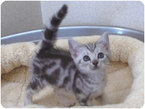 アメリカンショートヘアー by NIPPON PET（大垣）