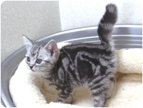 アメリカンショートヘアー