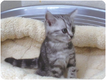 アメリカンショートヘアー by NIPPON PET（大垣）