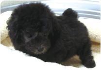 トイプードル by NIPPON PET（大垣）