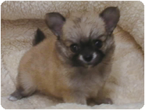 チワワ（ロングコート）