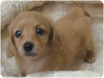 ミニチュアダックス(ロングーヘアー) by イズミペット（岐阜）