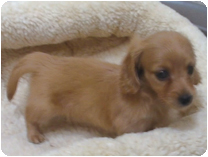 ミニチュアダックス(ロングーヘアー) by イズミペット（岐阜）