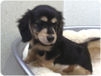 カニンヘンダックスフンド by イズミペット（岐阜）