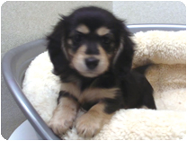 カニンヘンダックスフンド by イズミペット（岐阜）