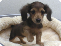 カニンヘンダックスフンド