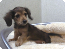 カニンヘンダックスフンド by NIPPON PET（大垣）