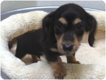 カニンヘンダックスフンド by NIPPON PET（大垣）